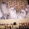Shortcuts to Craigslist Kittens For Sale Only the Pros Know Shortcuts to Craigslist Kittens For Sale Only the Pros Know