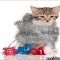 These Are 3 Cute Kitten Accessories That Are Often Used For Pet Cats