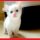 Everything You’ve Ever Wanted to Know About Cute White Kittens