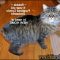 What the In-Crowd Won’t Tell You About Declawed Kittens For Sale What the In-Crowd Won’t Tell You About Declawed Kittens For Sale