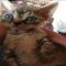Top Guide of Devon Rex Kittens For Adoption