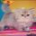 Doll Face Persian Kittens For Sale Reviews & Tips
