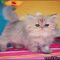 Doll Face Persian Kittens For Sale Reviews & Tips Doll Face Persian Kittens For Sale Reviews & Tips