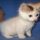 Things You Should Know About Dwarf Kittens For Sale