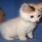 Things You Should Know About Dwarf Kittens For Sale Things You Should Know About Dwarf Kittens For Sale