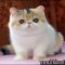 New Ideas Into Exotic Shorthair Kitten For Sale Never Before Revealed New Ideas Into Exotic Shorthair Kitten For Sale Never Before Revealed