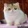 New Ideas Into Exotic Shorthair Kitten For Sale Never Before Revealed