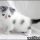 Exotic Shorthair Kittens For Adoption Can Be Fun for Everyone
