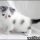 Exotic Shorthair Kittens For Adoption Can Be Fun for Everyone
