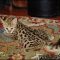 F1 Savannah Kittens For Sale F1 Savannah Kittens For Sale