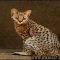 What You Do Not Know About F2 Savannah Kittens For Sale What You Do Not Know About F2 Savannah Kittens For Sale