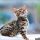 Free Bengal Kittens Fundamentals Explained