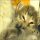 Free Kittens Albany NY – Is it a Scam?