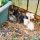 The Most Popular Free Kittens Charlotte Nc
