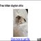 The Biggest Myth About Free Kittens Dayton Ohio Exposed