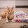 Free Kittens Grand Rapids Mi Exposed