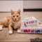 Free Kittens Grand Rapids Mi Exposed