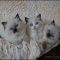 Reported News on Free Kittens In Az Discovered