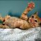 Choosing Free Kittens In Baltimore Is Simple
