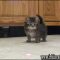 Key Pieces of Free Kittens In Ma