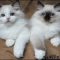 The Insider Secret on Free Kittens In Michigan Exposed