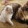 Where to Find Free Kittens In Nh