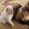 Where to Find Free Kittens In Nh