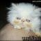 Astonishing Information About Free Kittens In Ohio Exposed