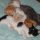 Mythical Solutions to Free Kittens In Philadelphia Disclosed