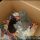 Top Advice on Free Kittens In Ri