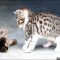 The Most Popular Free Kittens In Va