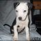 The Biggest Myth About Free Kittens Jacksonville Fl Exposed