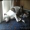 Free Kittens Las Vegas – an in Depth Analysis on What Works and What Doesn’t