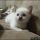 Choosing Good Free Kittens Louisville Ky