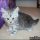 Free Kittens Portland Oregon Reviews & Guide
