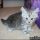 The Hidden Treasure of Free Kittens Raleigh Nc
