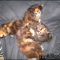 What Is So Fascinating About Free Kittens Syracuse NY?