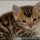 The Secret of Free Kittens Toledo Ohio Nobody Is Talking About