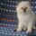 The Honest to Goodness Truth on Free Kittens York Pa