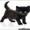 Un-Answered Issues With Girl Cat Names Black Uncovered