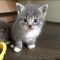 Outrageous Gray Kittens For Sale Tips Outrageous Gray Kittens For Sale Tips