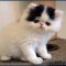 The Most Ignored Fact Regarding Grumpy Cat Breed For Sale Uncovered The Most Ignored Fact Regarding Grumpy Cat Breed For Sale Uncovered
