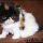 Grumpy Cat For Sale