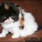 The Undeniable Facts About Grumpy Cats For Sale and How It Can Affect You The Undeniable Facts About Grumpy Cats For Sale and How It Can Affect You
