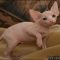 The Number One Question You Must Ask for Hairless Kittens For Adoption