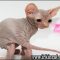 Hairless Kittens For Sale – a Quick Overview Hairless Kittens For Sale – a Quick Overview