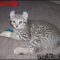 The Ins and Outs of Highland Lynx Kittens For Sale and What You Should Do Today The Ins and Outs of Highland Lynx Kittens For Sale and What You Should Do Today