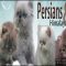 New Step by Step Roadmap for Himalayan Kittens For Adoption