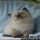 Who Else Wants to Learn About Himalayan Kittens For Sale Ohio?