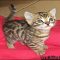 What You Can Do About How Much Are Kittens Beginning in the Next Two Minutes